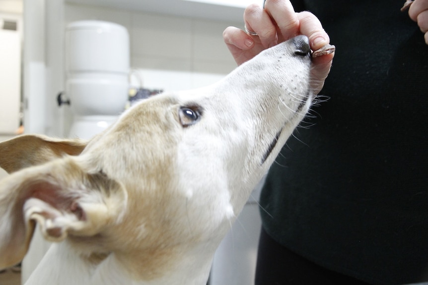 A white greyhound with brown ears lifts its head up to a person's hand.