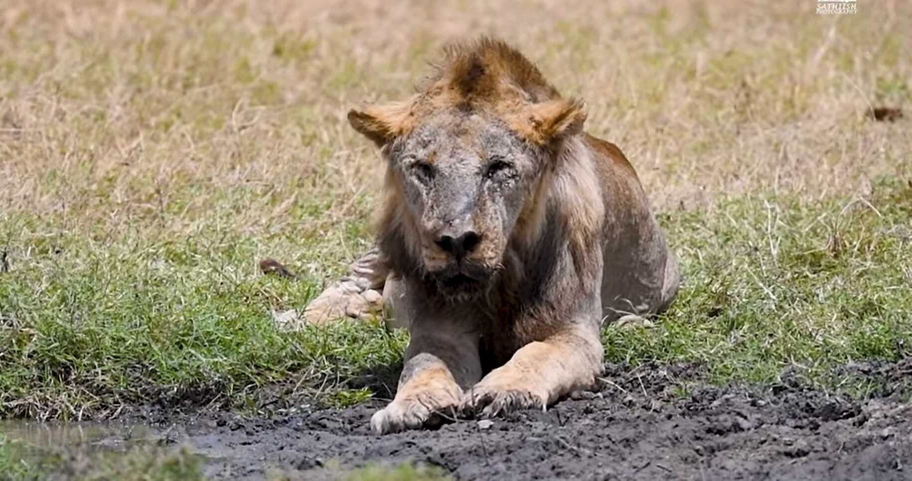 Loonkito, one of the world's oldest lions, killed by herders in Kenya - ABC News