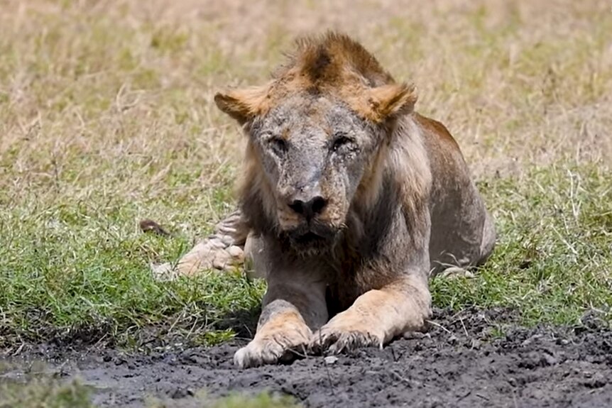 An elderly-looking lion sits among grass and mud.