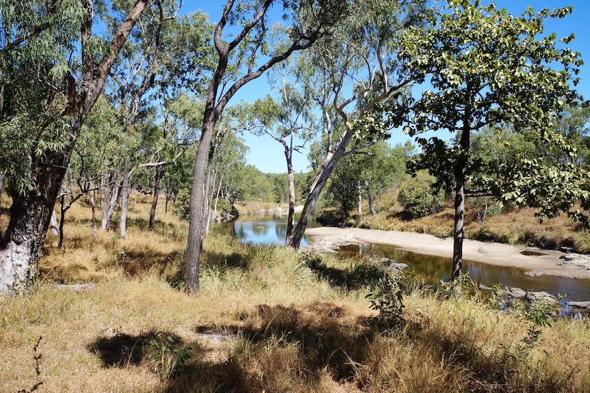 Gum trees in the sunlight along a creek 