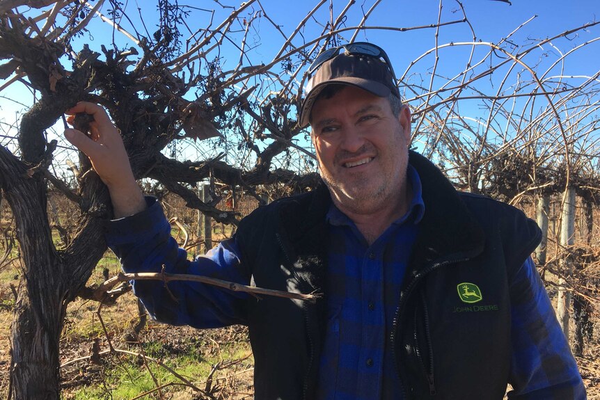 Yenda grape grower Peter Cremasco in his vineyard.