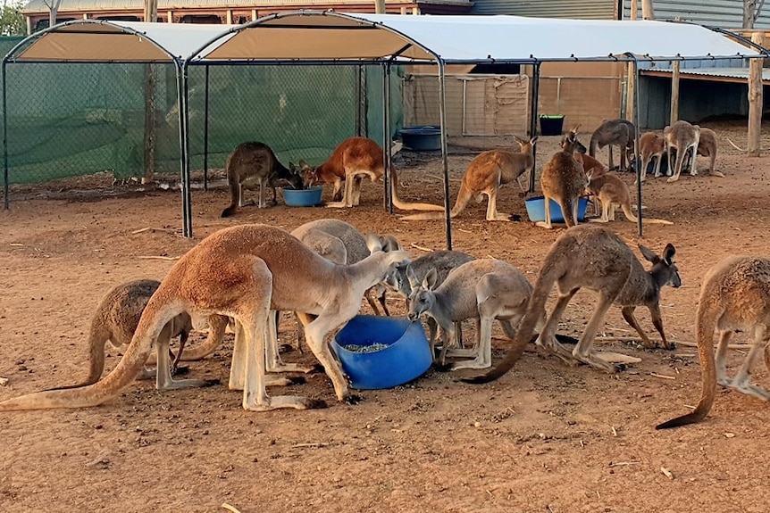kangaroos eating 