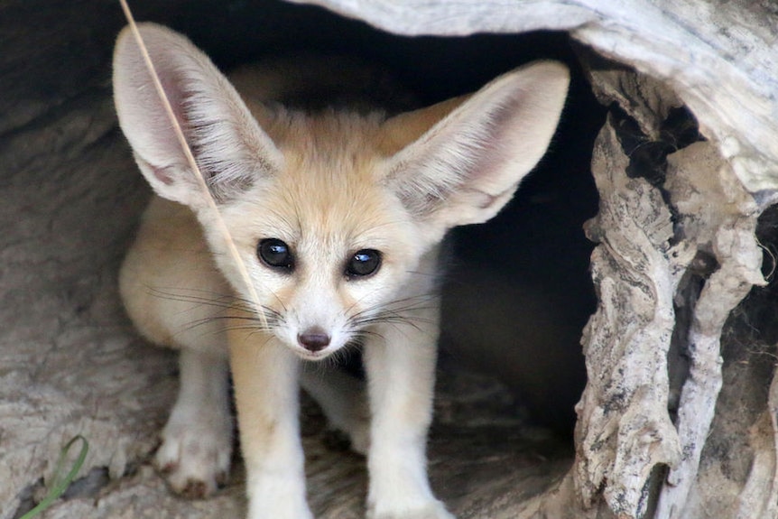 Fennec fox kit born at Taronga Zoo