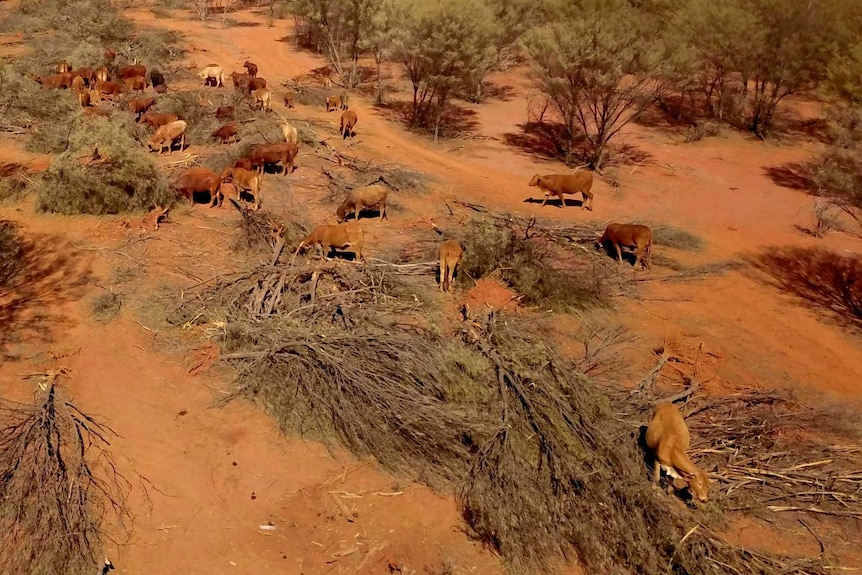 Aerial photo of cattle eating leaves off mulga trees that have been pushed to the ground.