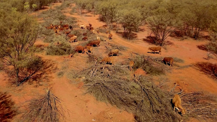 Aerial photo of cattle eating leaves off mulga trees that have been pushed to the ground.