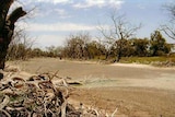 A dry riverbed fringed by brown, dying trees.
