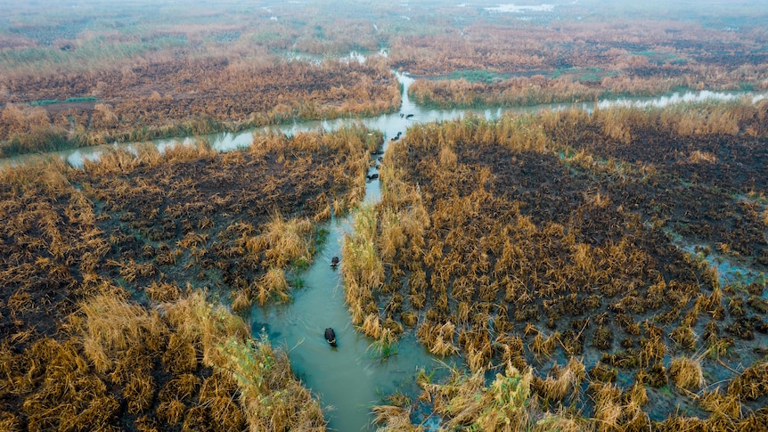 Birds eye view of marshes with buffalo in a water stream