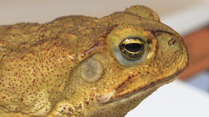 cane toad