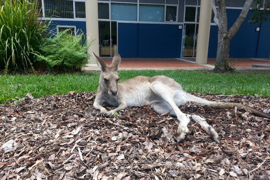 A kangaroo sitting in a bed of leaves outside a classroom