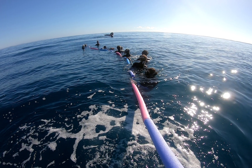 group of people in the ocean tethered to a rope while a whale jumps out of the water in the background