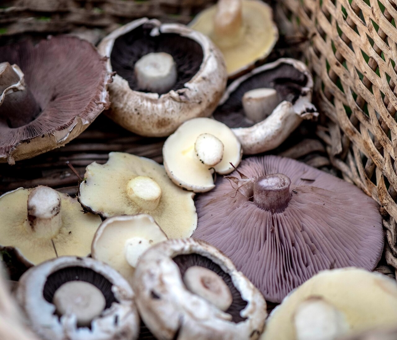 mushroom basket