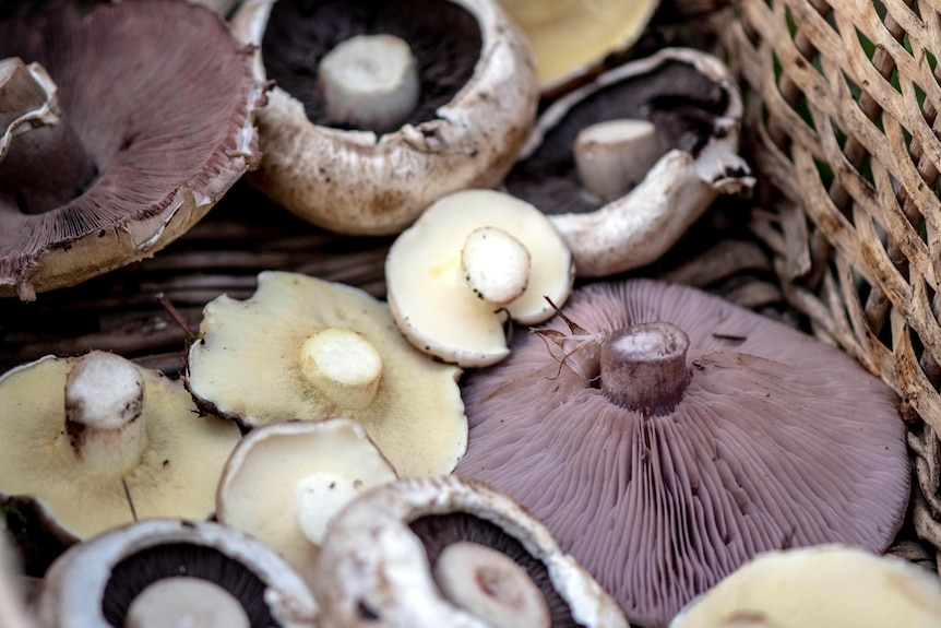 A basket with a variety of mushrooms.