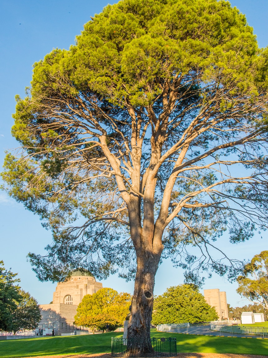 Eighty years on, the Lone Pine still stands tall at the Australian War Memorial.