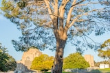 Eighty years on, the Lone Pine still stands tall at the Australian War Memorial.