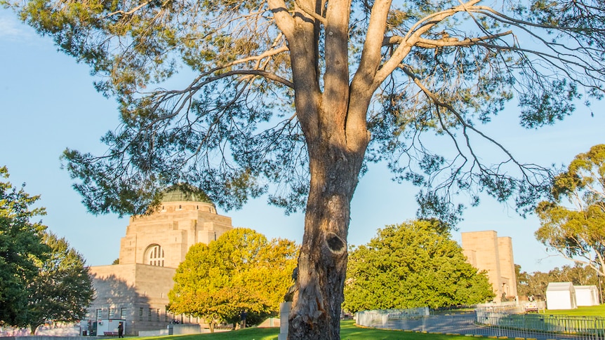 Eighty years on, the Lone Pine still stands tall at the Australian War Memorial.