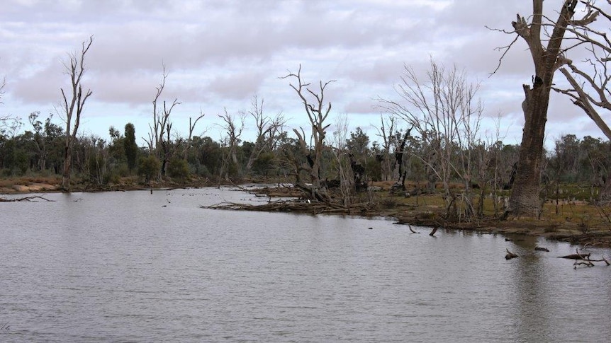 The Bottle Bend wetland recovers