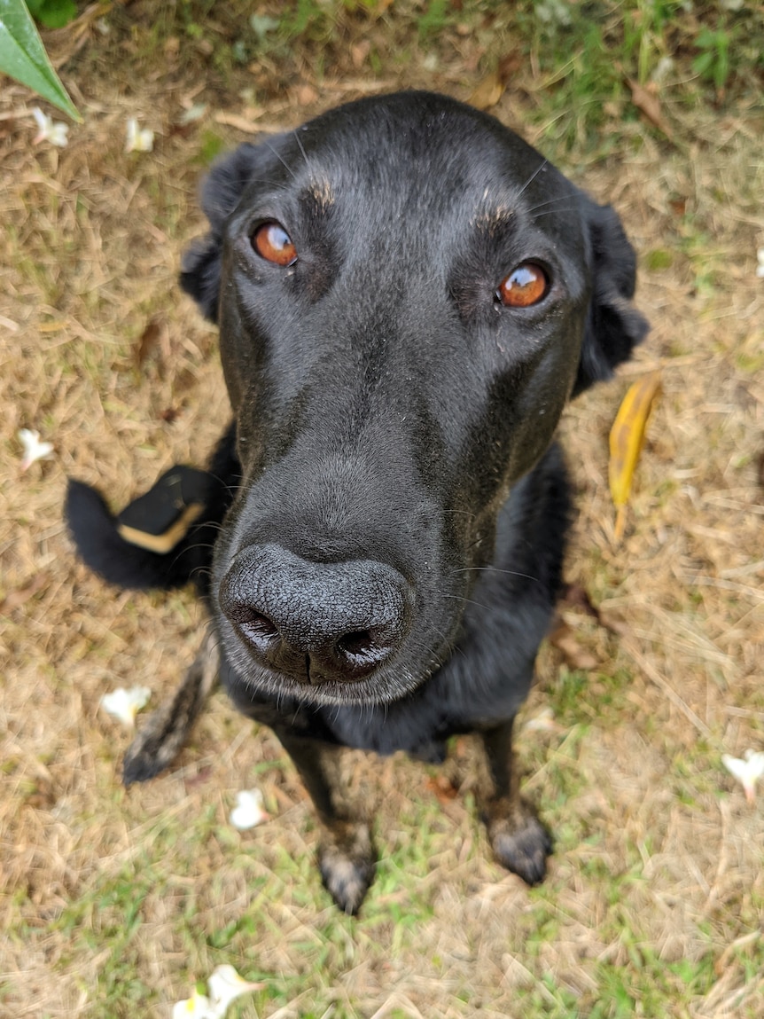 A black dog with brown eyes sits in the grass looking at the camera
