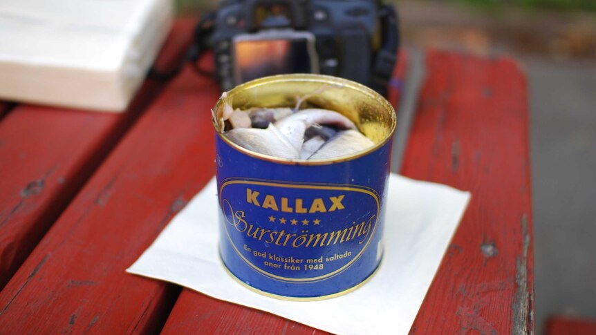 A can of open Surströmming placed on a table.