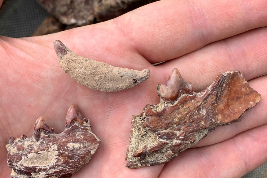 Fossil Thylacine jaw fragments on hand.
