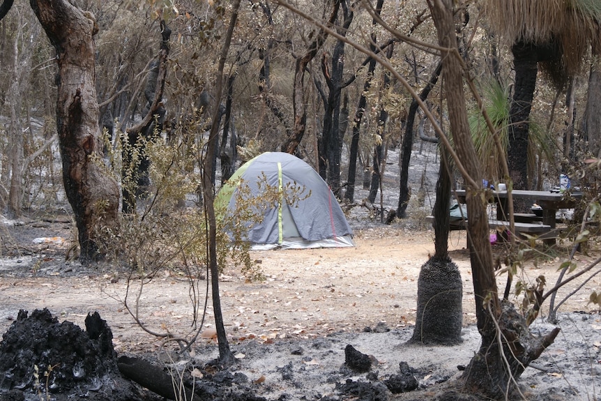 A small tent pictured in the middle of charred forest