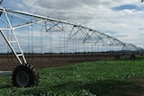 A fruit irrigation crop