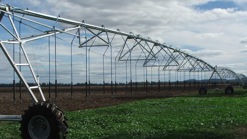 A fruit irrigation crop