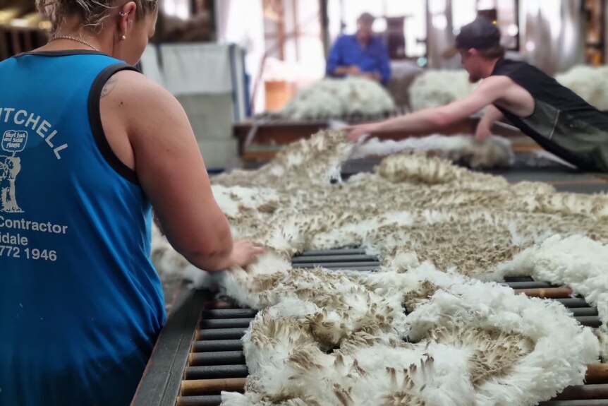 A woman handles wool in a shearing shed