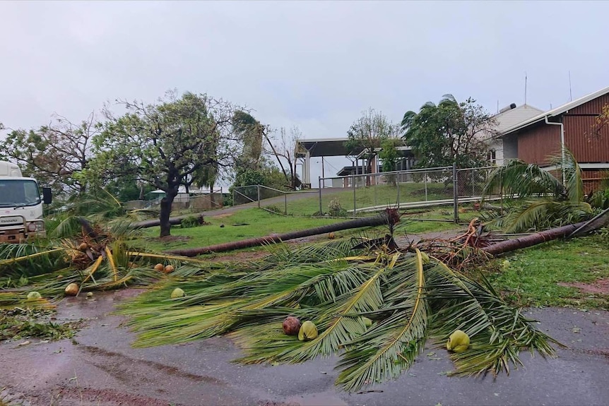 Palm trees fall across the road at Lockhart River.