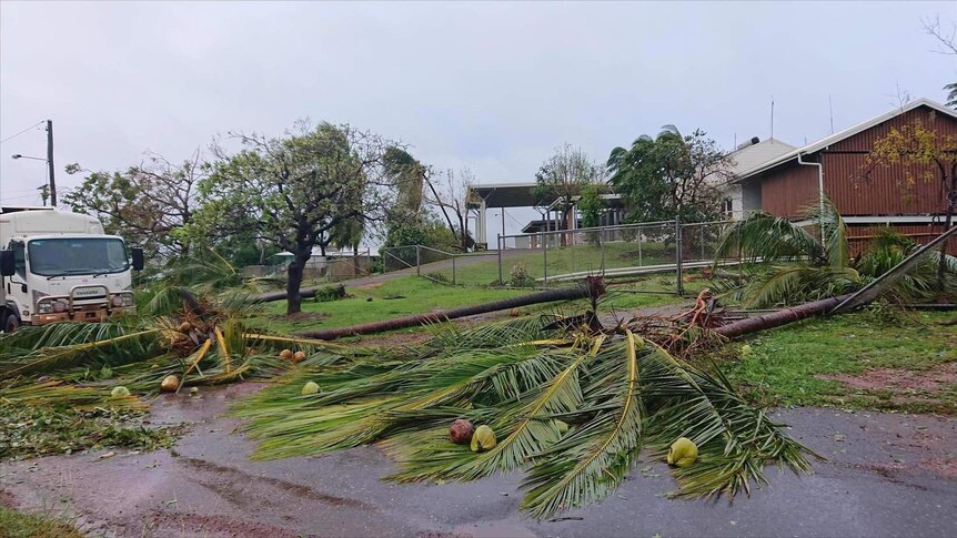 Palm trees fall across the road at Lockhart River.
