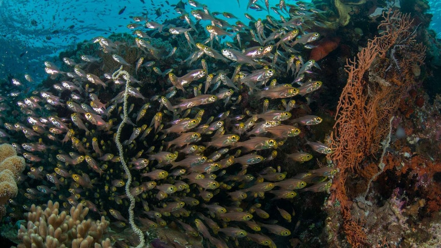 A school of fish next to coral.