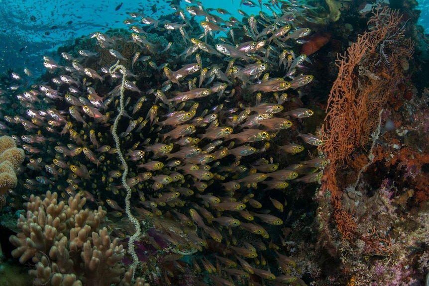 A school of fish next to coral.