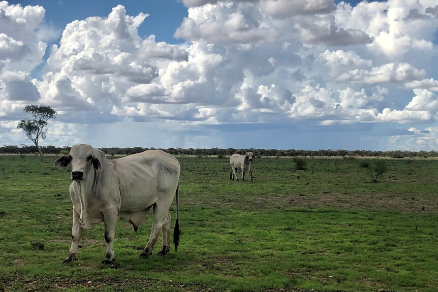 A grey brahman bull stands in the foreground of a paddock with another grey brahman bull in the distance.