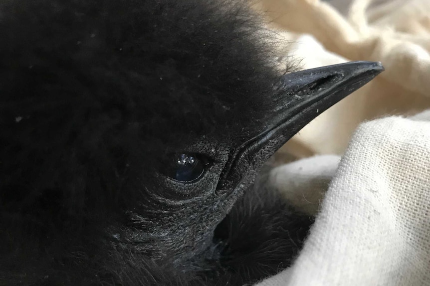 Lyrebird Chick