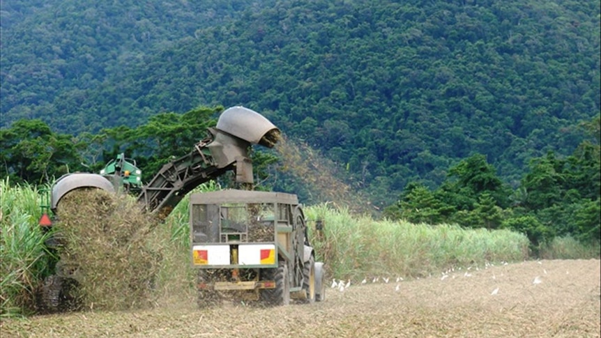 A cane harvester and haul out truck in action in the far north