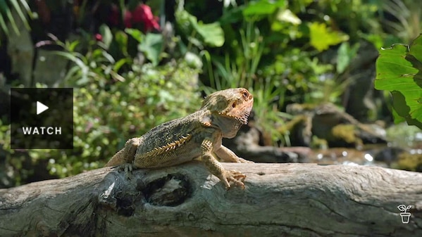 A lizard sitting on a log in the sun next to a backyard pond. Has Video.