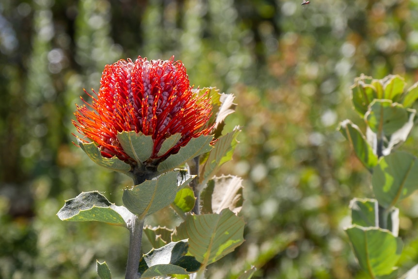 A red Banksia Coccinea flower blooms among a field of green. 