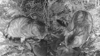 Two black and white images of a cat eating a pademelon 