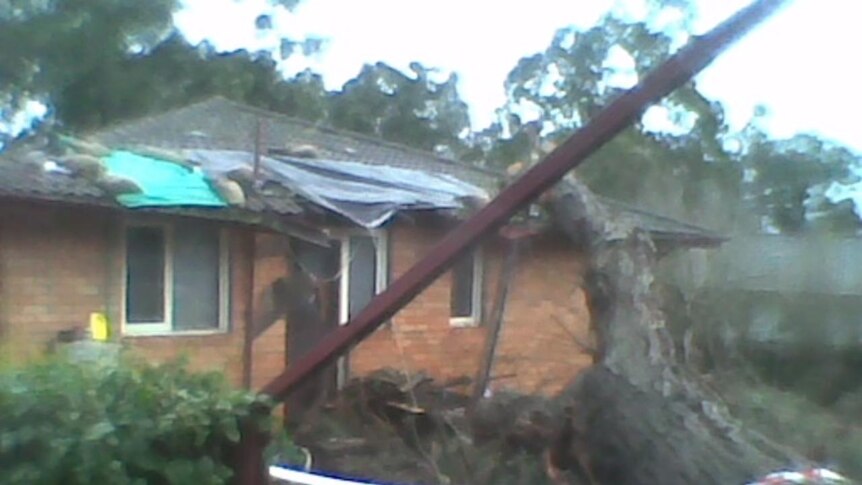 A gum tree falls onto a house in Dangar Street, Muswellbrook during last night's wild weather.