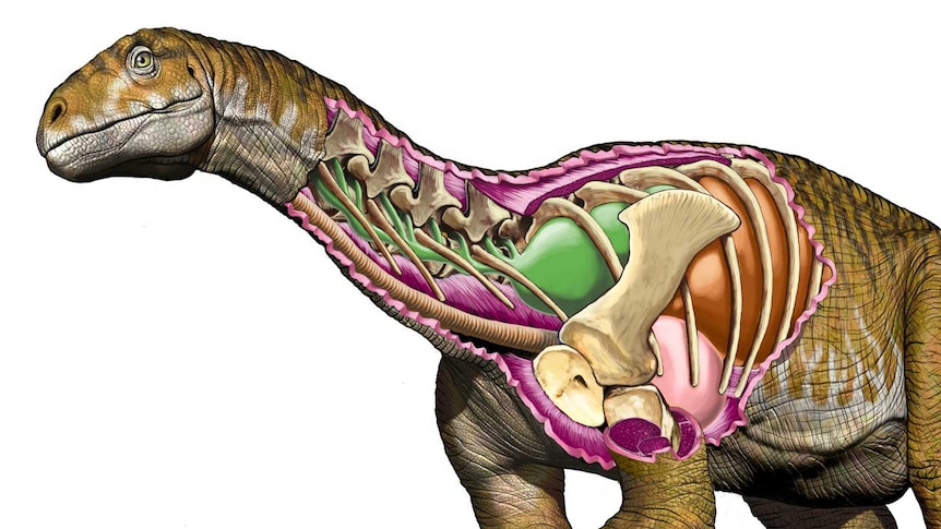 Reconstruction of the dinosaur Ingentia prima.