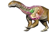 Reconstruction of the dinosaur Ingentia prima.