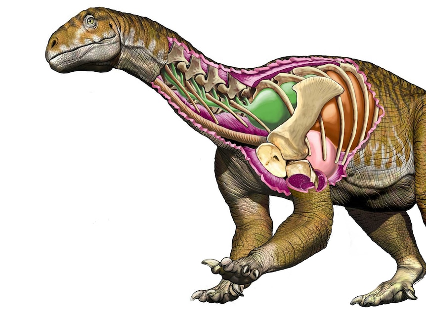 Reconstruction of the dinosaur Ingentia prima.
