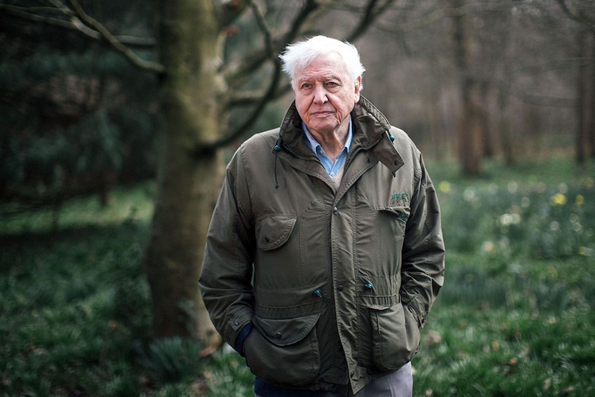 Sir David Attenborough stands in a forest looking past the camera