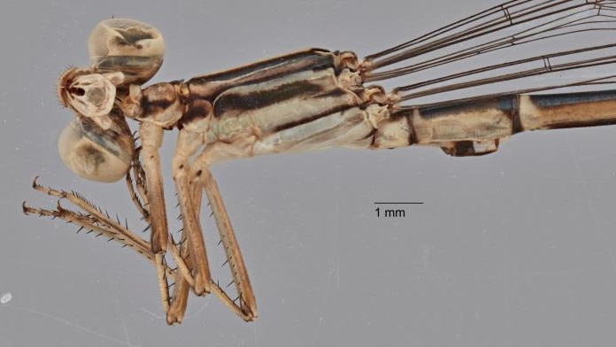 A close up photo of the head of the damselfly