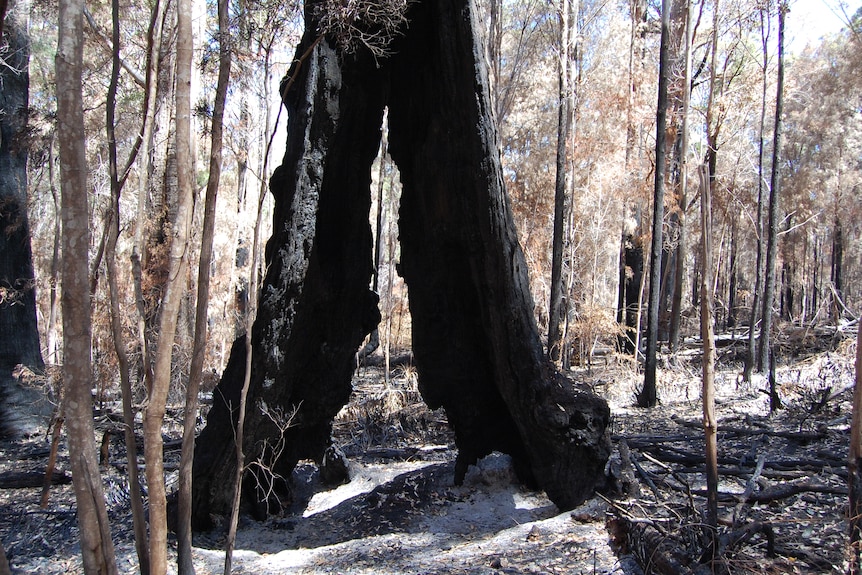 A large burnt out tingle tree with a hole through it in a forest.