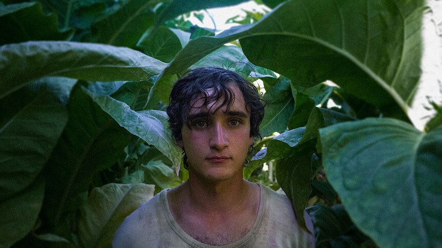 Colour still of Adriano Tardiolo standing amongst green leafy crops in 2018 film Happy as Lazzaro.