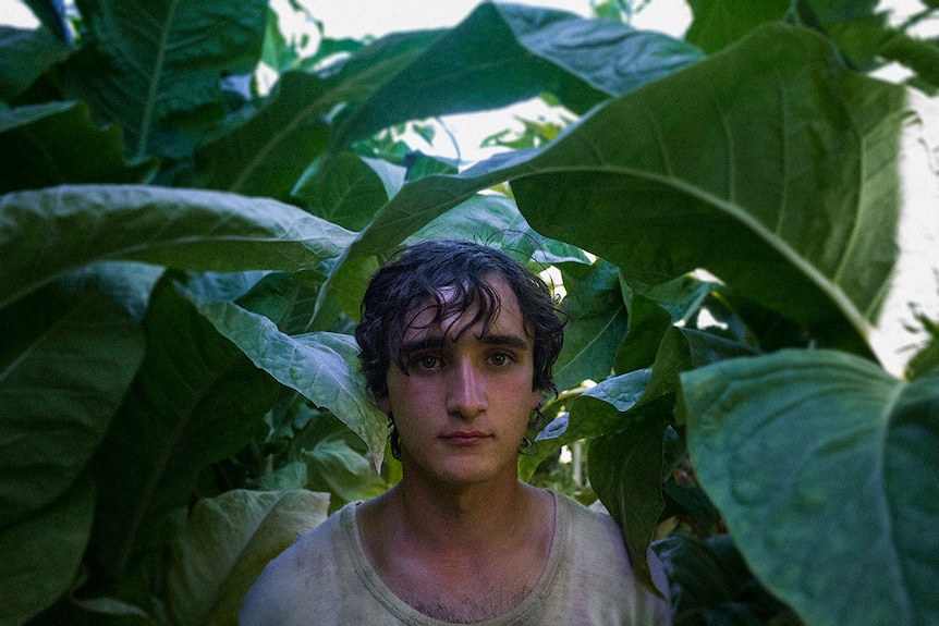 Colour still of Adriano Tardiolo standing amongst green leafy crops in 2018 film Happy as Lazzaro.