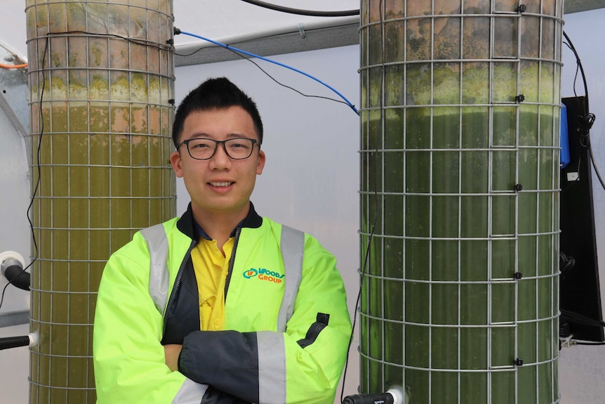 Kai Chen stands in front of two plastic towers filled with algae, May 2020.