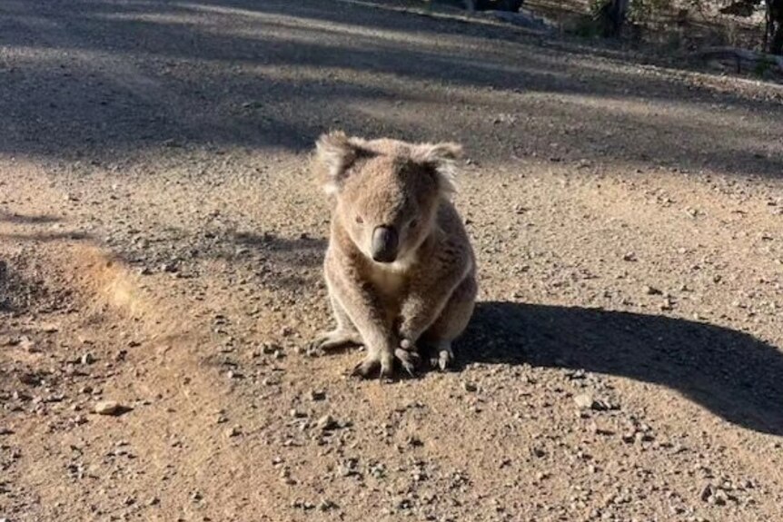A koala sitting on a road