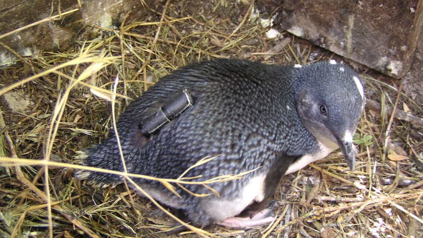 One of the penguins equipped with a tracker