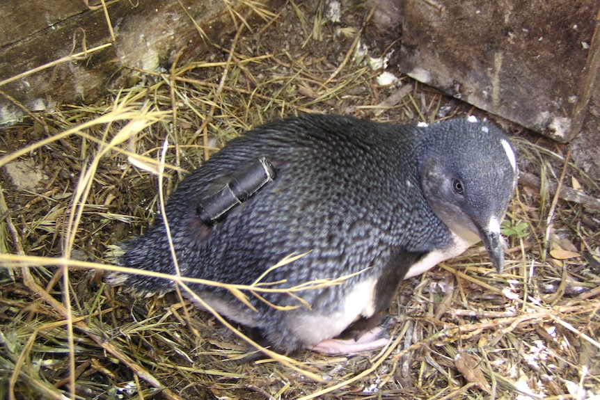 One of the penguins equipped with a tracker